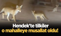 Hendek'te tilkiler o mahalleye musallat oldu!