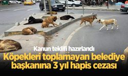 Başıboş sokak köpekleri düzenlemesi bitti: Köpekleri toplamayan belediye başkanına 3 yıl hapis cezası