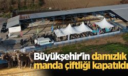 Büyükşehir'in damızlık manda çiftliği kapatıldı