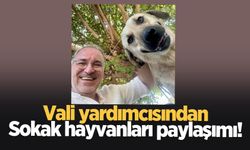 Sakarya Vali Yardımcısından sokak hayvanları paylaşımı!