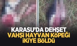 Dehşete düşüren olay; Köpeği ikiye böldü