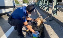 Korku dolu gözlerle bekleyen yaralı köpeği polis kurtardı