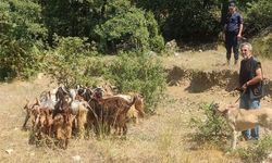 Kaybettiği küçükbaş hayvanlarını jandarma buldu