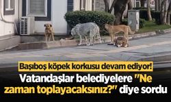 Başıboş köpek korkusu devam ediyor! Vatandaşlar belediyelere "Ne zaman toplayacaksınız?" diye sordu