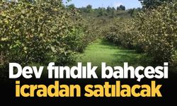 Dev fındık bahçesi icradan satılacak