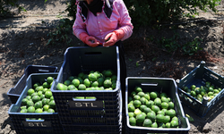 Limonun fiyatını düşürecek hasat başladı