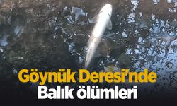 Göynük Deresi'nde balık ölümleri