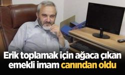 Erik toplamak için ağaca çıkan emekli imam canından oldu