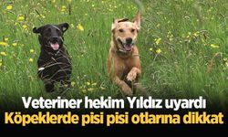 Veteriner hekim Yıldız uyardı: Köpeklerde pisi pisi otlarına dikkat