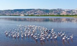 İzmit Körfezi'ndeki flamingo sayısında artış gözlendi