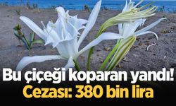 Nesli tehlikede olan bu çiçeği kopartmanın cezası: 380 bin lira