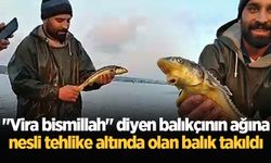 "Vira bismillah" diyen balıkçının ağına nesli tehlike altında olan balık takıldı