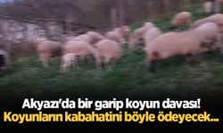 Akyazı’da bir garip koyun davası! Koyunların kabahatini böyle ödeyecek...