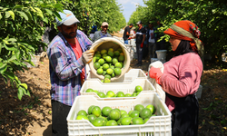 Limon bahçede 8, market ve pazarda 25 lira