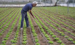 Türkiye'nin marul ihtiyacının 5'te 1'i  buradan karşılanıyor