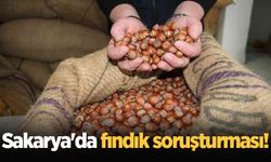 Sakarya'da fındık soruşturması!