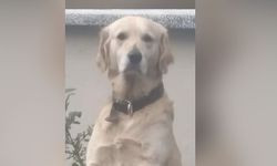 Sakarya'da kayıp köpek aranıyor