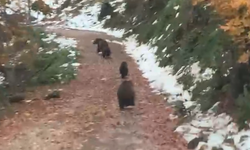 Boz ayı ve 3 yavrusu kameralara takıldı