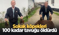 Sokak köpekleri tavuklarını öldürdü; isyan etti