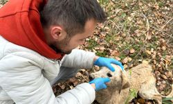 Sakarya Nehrine düşen köpek tekne yardımı ile kurtarıldı