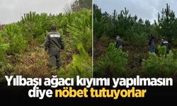 Sakarya ormanlarında yılbaşı ağacı nöbeti