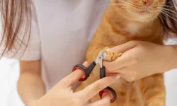 Kedi ve köpeklerde tırnakları keserken nelere dikkat edilmeli? Veteriner hekim Yıldız açıkladı