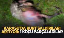 Karasu'da kurt paniği; Bir koçu parçaladılar