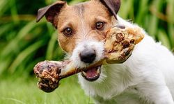 Köpeklere kemik yedirmenin zararları nelerdir?