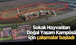 Sokak Hayvanları Doğal Yaşam Kampüsü için çalışmalar başladı