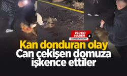 Can çekişen domuza eziyet ettiler