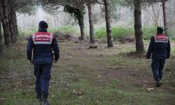 Firar eden ayı alarmı; Havadan ve karadan aranıyor