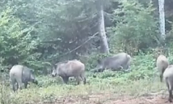 Ormandaki domuzların kuyrukları görenleri gülümsetti