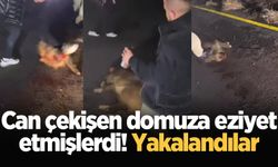 Can çekişen domuza eziyet etmişlerdi! Yakalandılar