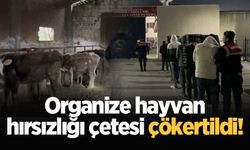 Organize hayvan hırsızlığı çetesi çökertildi!