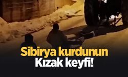 Traktörün direksiyonuna geçen Sibirya kurdu, vatandaşlara kızak keyfi yaşattı