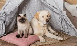 Kışın evde beslediğimiz kedi ve köpeklerde nelere dikkat etmeliyiz?