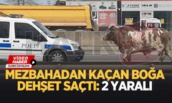 Mezbahadan kaçan boğa ortalığı savaş alanına çevirdi: 2 yaralı