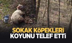 Başıboş köpekler koyunu telef etti, motosikletliye saldırdı