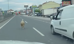 Yalova'da kaçak kurbanlık koyun trafiği birbirine kattı