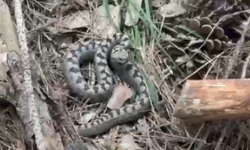 Nadir görülen zehirli boynuzlu engerek yılanı görüntülendi