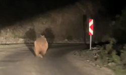 Otomobil gören ayı korkup böyle kaçtı