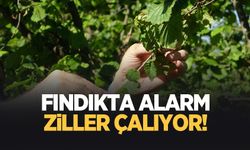 TZOB Başkanı Bayraktar; Fındıkta rekolte beklentinin çok altında olacak