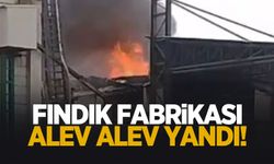 Fındık fabrikası alev alev yandı