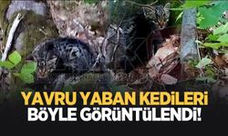Yavru yaban kedileri görüntülendi!