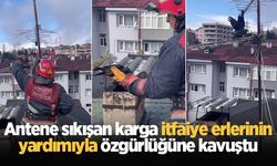 Antene sıkışan karga itfaiye erlerinin yardımıyla özgürlüğüne kavuştu