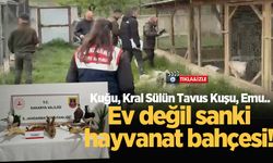 Ev değil sanki hayvanat bahçesi! Kuğu, Kral Sülün Tavus Kuşu, Emu..