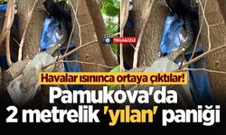 Havalar ısınınca ortaya çıktılar! Pamukova'da 2 metrelik 'yılan' paniği