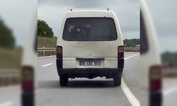 Panelvanın arkasında buzağı taşıdı