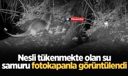 Nesli tükenmekte olan su samuru fotokapanla görüntülendi