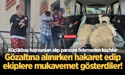 Sapanca'da küçükbaş hayvan dolandırıcılığı: 2 şüpheli tutuklandı
